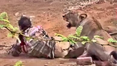 Lion Attack on Man in Gujarat Caught on Video as Villagers Rush to Rescue