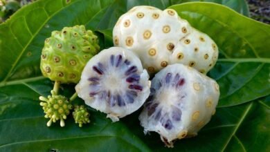 Noni Fruit Gaining Attention as Natural Remedy for Multiple Health Problems