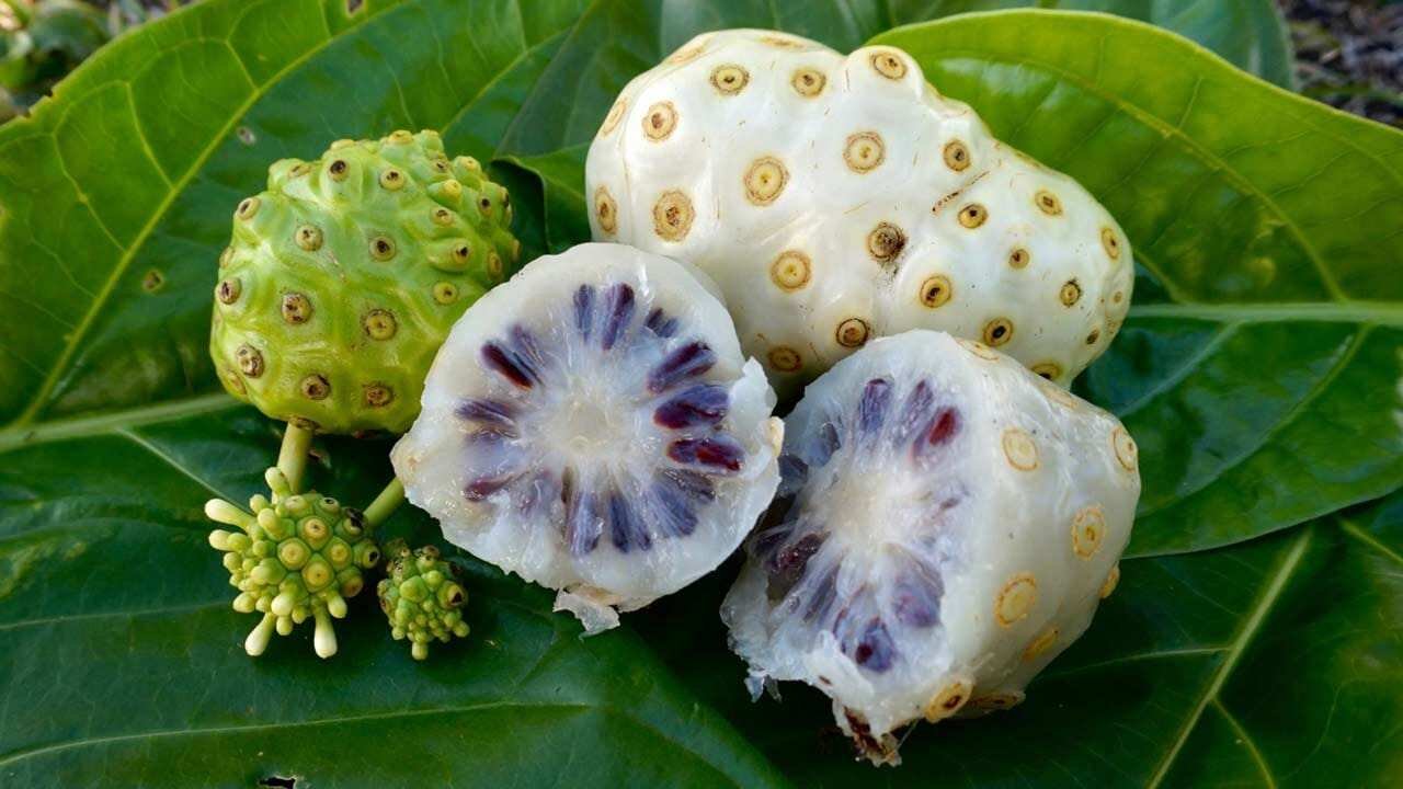 Noni Fruit Gaining Attention as Natural Remedy for Multiple Health Problems