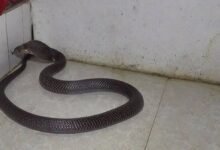 Snake Enters School Hostel Bites Four Sleeping Girls One Dies