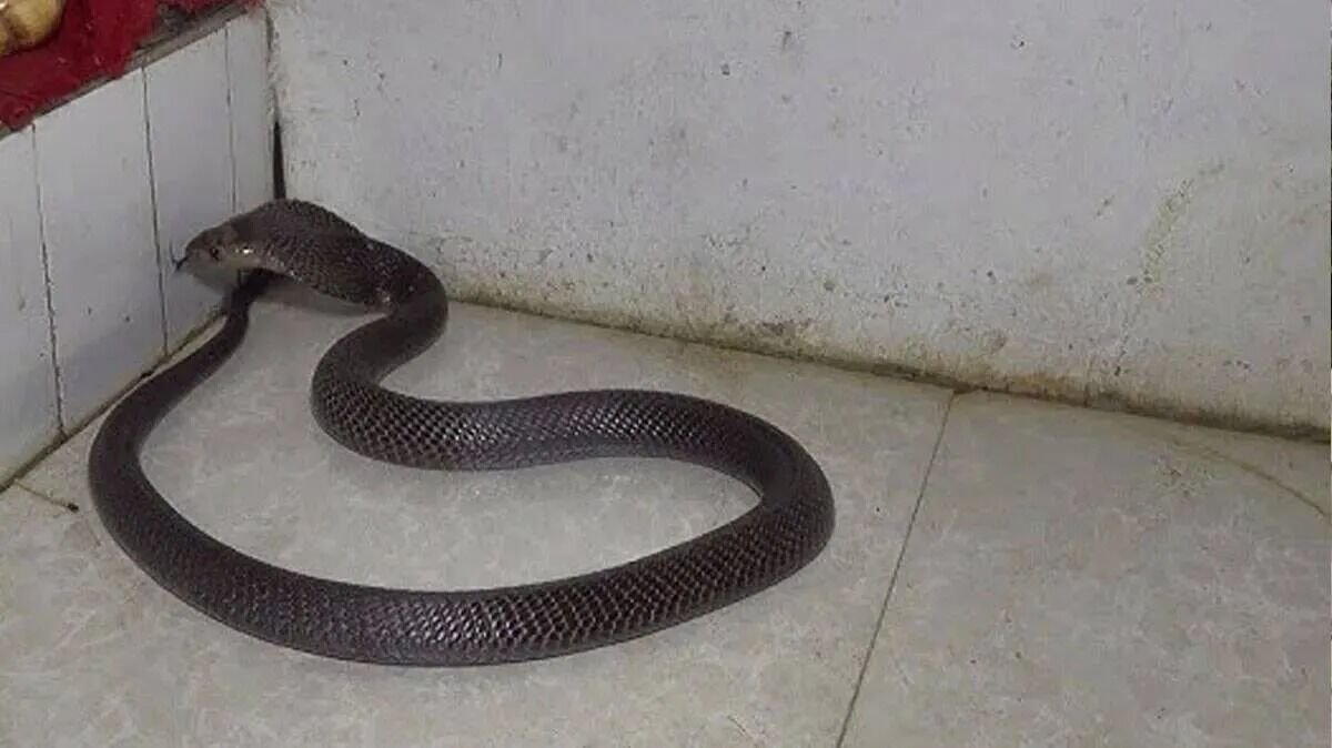 Snake Enters School Hostel Bites Four Sleeping Girls One Dies