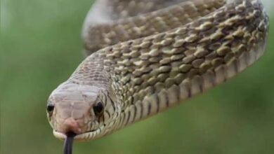 Snake Sightings Rise Across Bengaluru as Rescue Teams Struggle With Growing Number of Emergency Calls