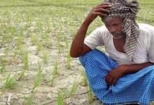 Tungabhadra Canal Water Supply Halted as Rainfall Deficit Deepens Farmers Worries