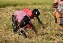 Weak Monsoon Delays Sowing as Weather Experts Advise Karnataka Farmers to Wait