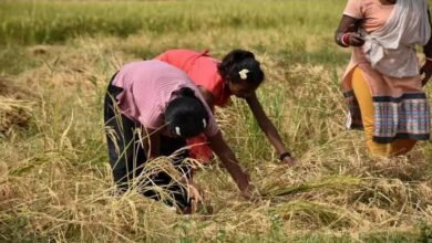 Weak Monsoon Delays Sowing as Weather Experts Advise Karnataka Farmers to Wait