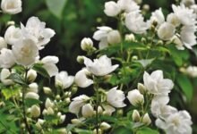Year Round Blooming Night Jasmine Simple Monsoon Care Tricks for Heavy Fragrance Flowers