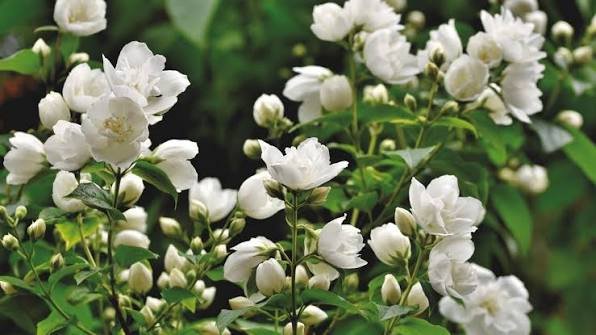 Year Round Blooming Night Jasmine Simple Monsoon Care Tricks for Heavy Fragrance Flowers