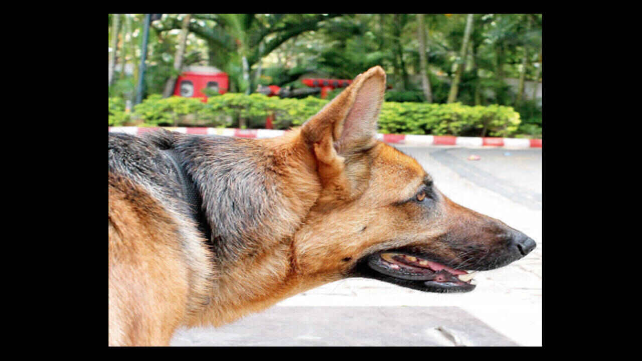 Belgian Sniffer Dogs Deployed to Protect Karnataka Tiger Reserves